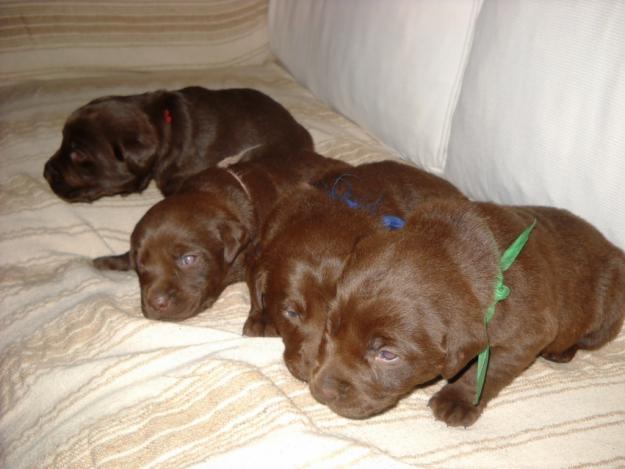 labrador chocolate 10 dias 