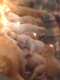 camada de golden retrievers 