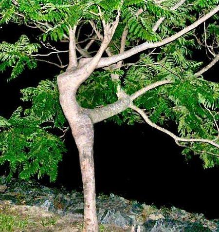 Arbol bailarina