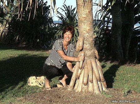 Arbol que cosecha penes