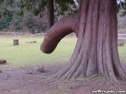 El Arbol con pene