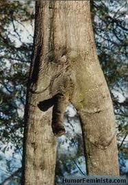 Arbol con Pene