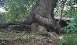 Arbol teniendo sexo con otro arbol