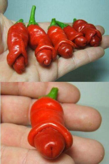 Tomates picantes tipo pene