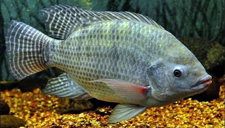 Tilapia