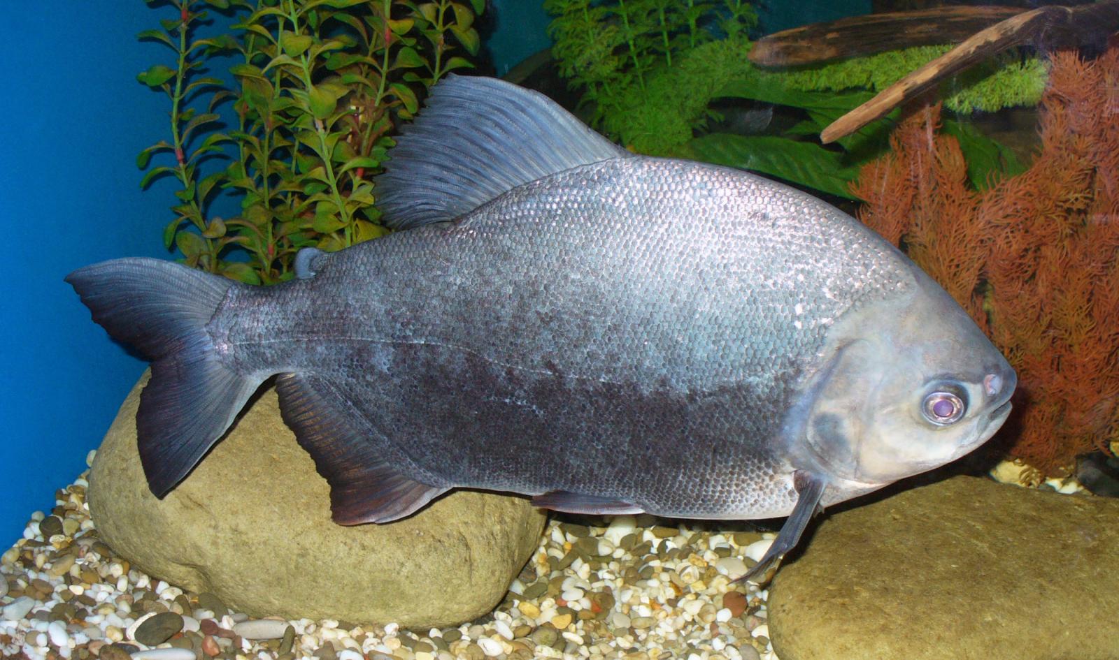 Pacu Híbrido 